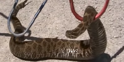 Sterling Heights snake